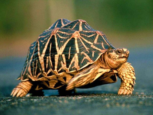 Все о черепахах в Кирове | ЗооТом портал о животных