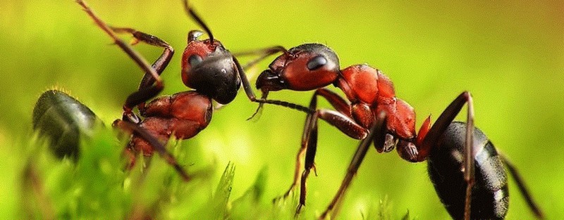 Все о муравьях в Кирове | ЗооТом портал о животных