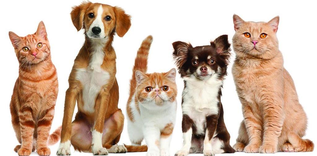 Доска объявлений о животных | ЗооТом - продажа, вязка и услуги для животных в Кирове