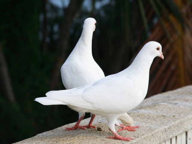 Все о голубях | ЗооТом - продажа, вязка и услуги для животных в Кирове