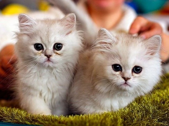Породы кошек в Кирове | ЗооТом портал о животных