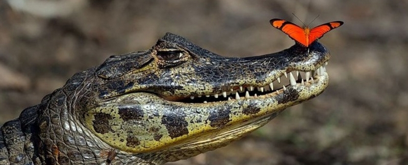 Все о крокодилах в Кирове | ЗооТом портал о животных