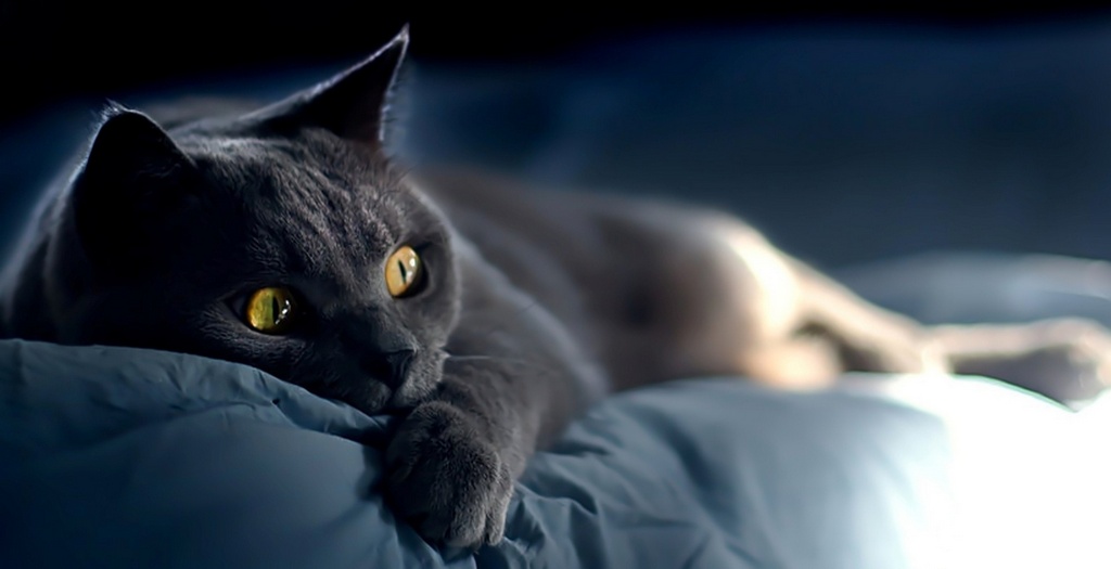 Объявления о кошках | ЗооТом - продажа, вязка и услуги для животных в Кирове