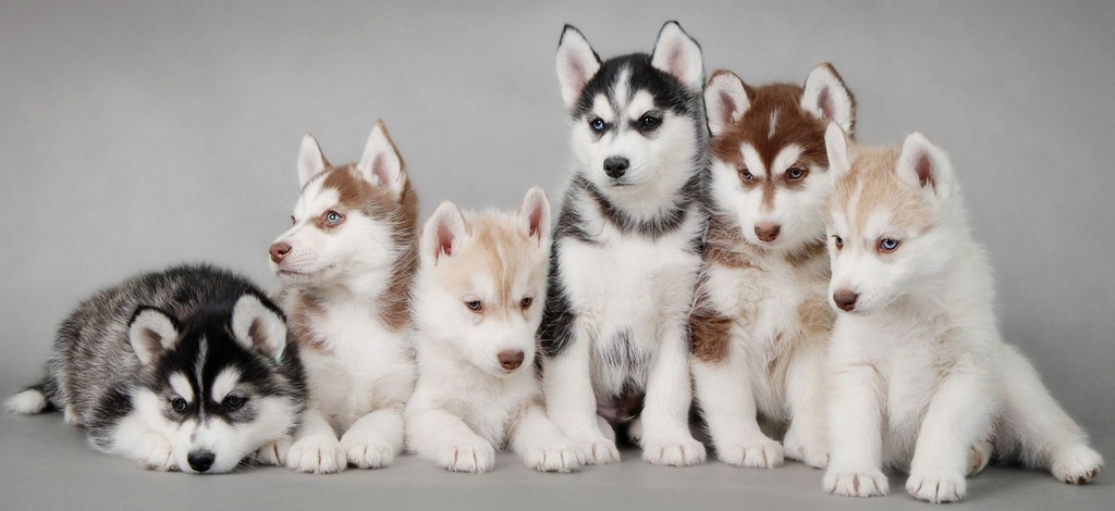 Объявления о собаках | ЗооТом - продажа, вязка и услуги для животных в Кирове